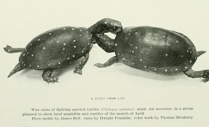 File:Wax-casts-of-fighting-spotted-turtles-1900.jpg