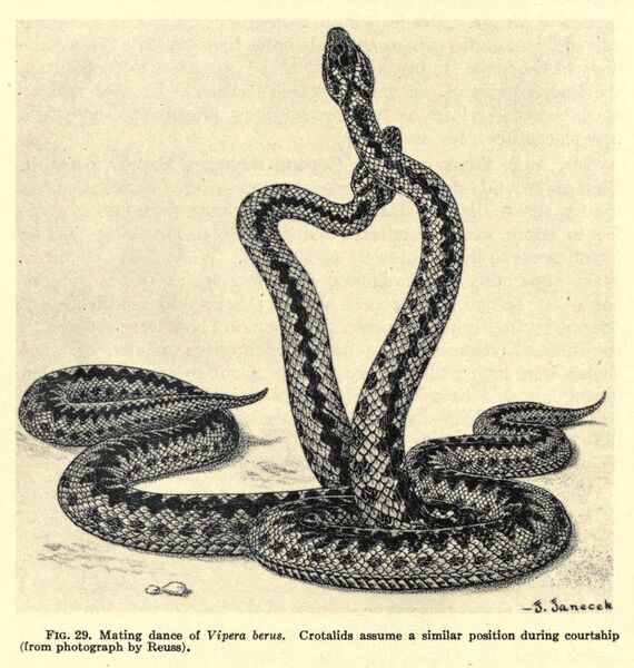 File:Janecek-Reuss-Vipera-berus.jpg