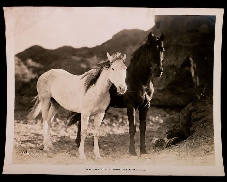 File:Wild-Beauty-1927-still.jpg