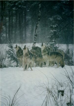 Heather-Parr-Fentress-Wolf-Song-1991.jpg