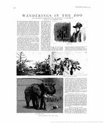 "Wanderings in the Zoo"