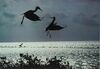 Mated pair of reddish egrets in an aerial altercation, 1979