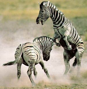Des-and-Jen-Bartlett-zebra-1983.jpg